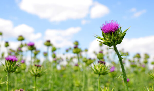 Πεδίο με Silybum marianum (Γαϊδουράγκαθο), Ιατρικά φυτά.